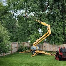 Professional Tree Care Services in North Auburn, CA