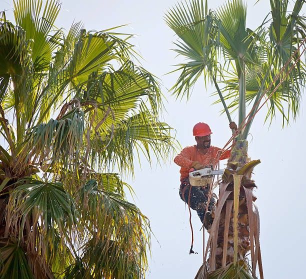 How Our Tree Care Process Works  in  North Auburn, CA